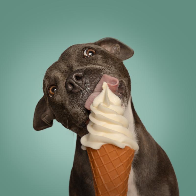 Staffordshire Bullterrier Porträt